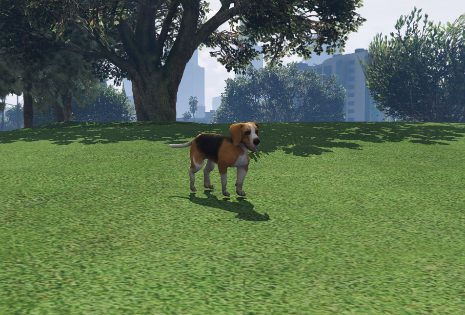 Beagle