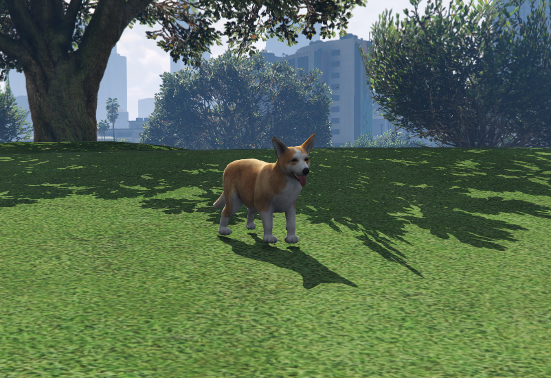Corgi