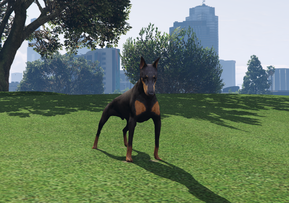 Doberman