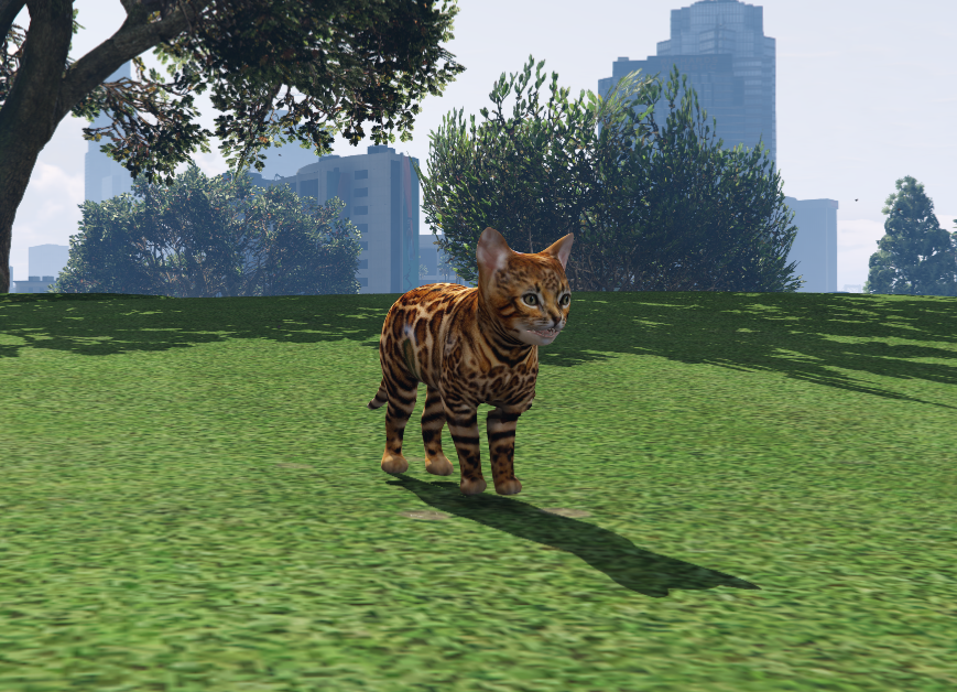 Gato bengalí