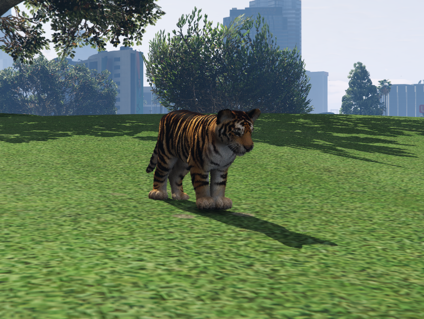 Tigre pequeño