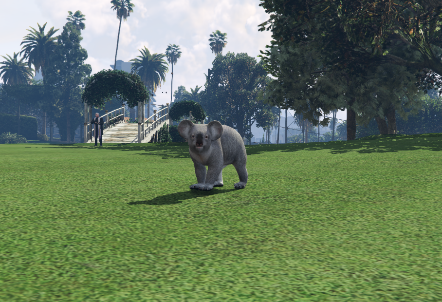 Koala
