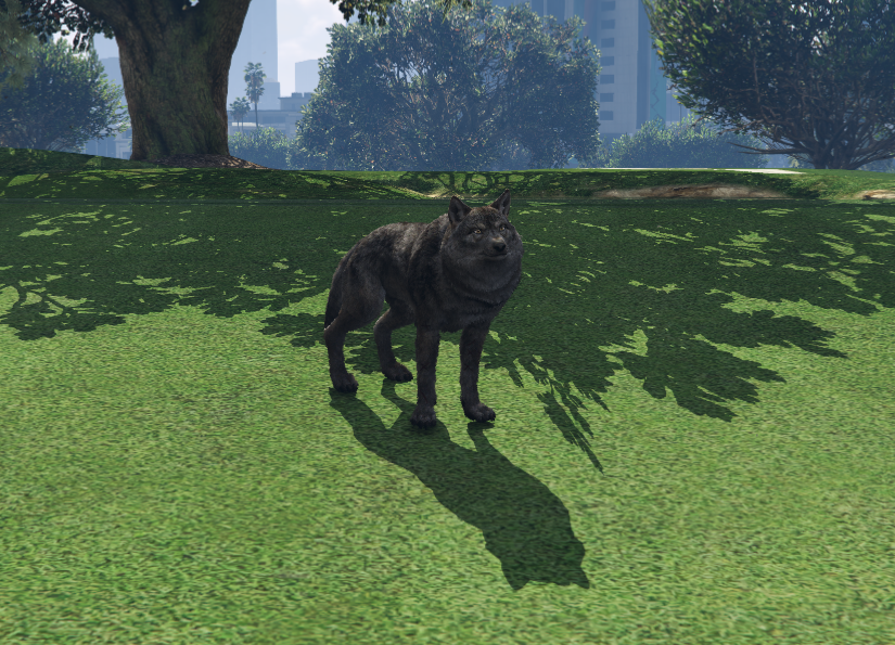 Lobo