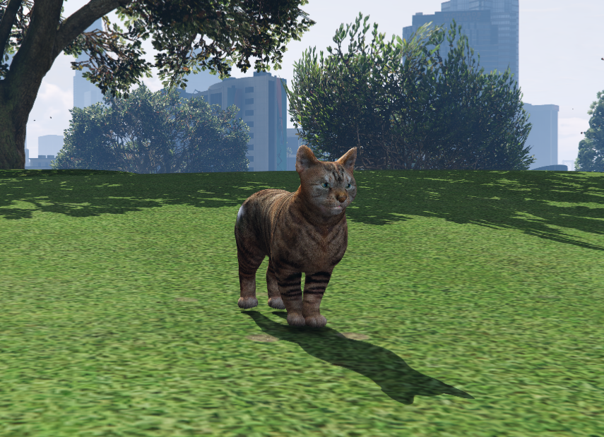 Gato Manx