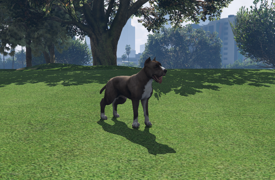 Pitbull