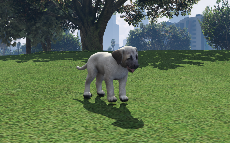 Cachorro de Kangal