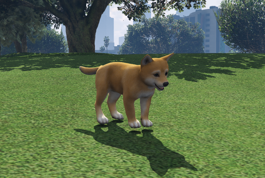Shiba Inu