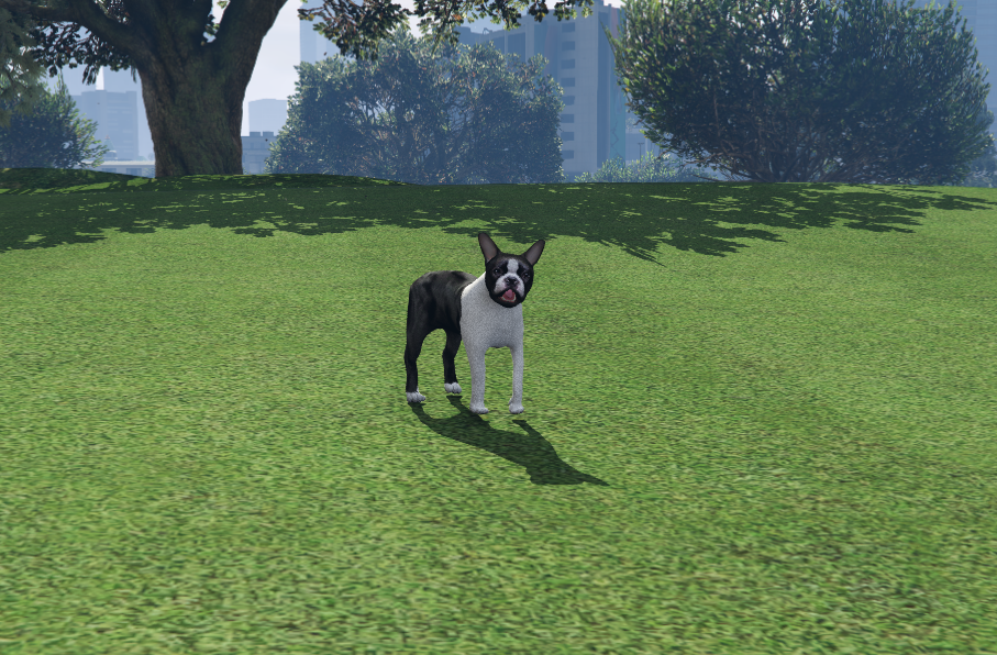 Bull Terrier