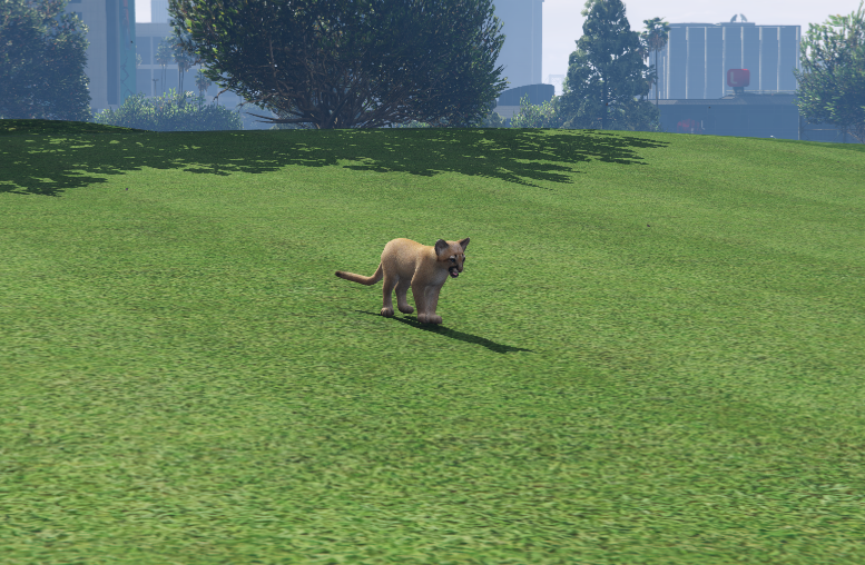Puma Cachorro