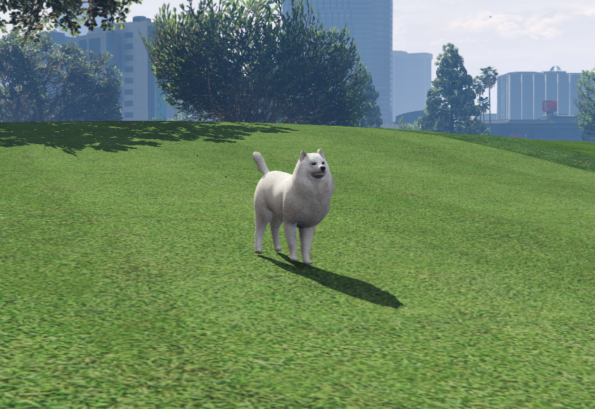 Samoyedo