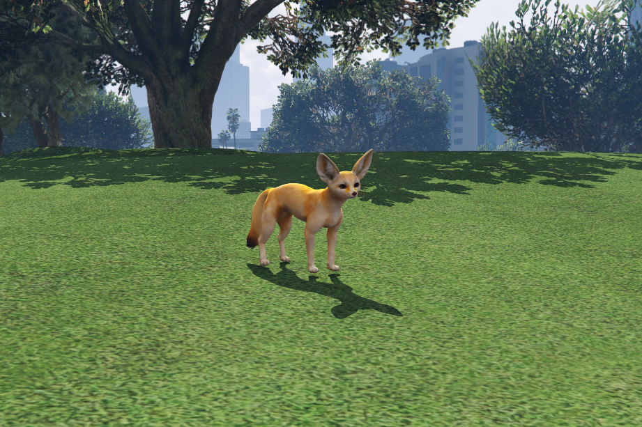 Jack Russell Terrier