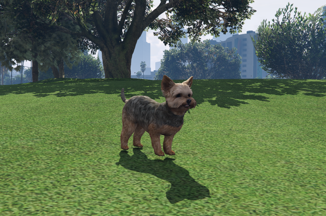 Yorkshire Terrier